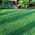 Microclover® Seed - The Original Low-Maintenance Lawn