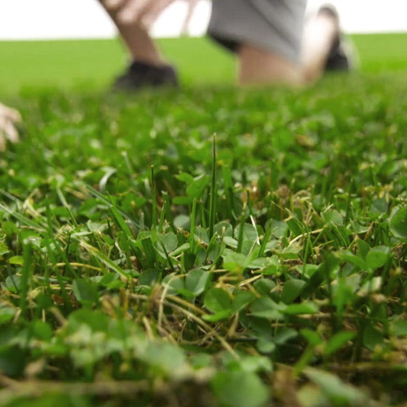 Microclover® Seed - The Original Low-Maintenance Lawn