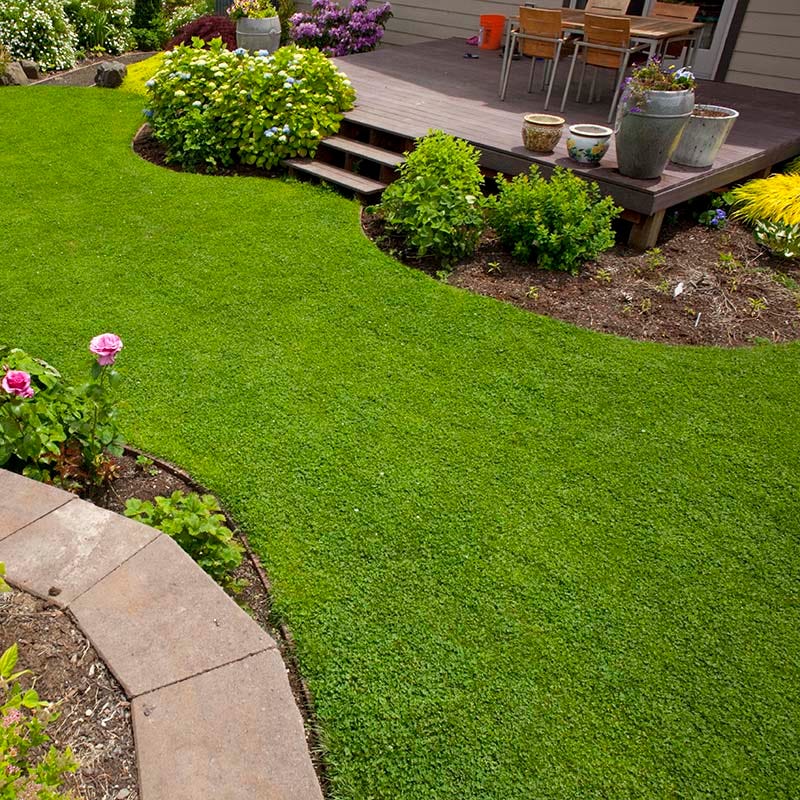 Microclover® Seed - The Original Low-Maintenance Lawn